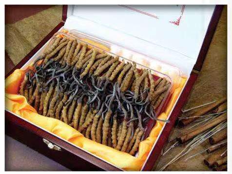 呼兰冬虫夏草回收